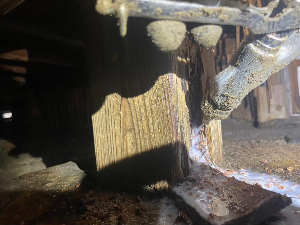 佐賀県杵島郡白石町　シロアリ(白蟻）による被害　G様邸　駆除実績