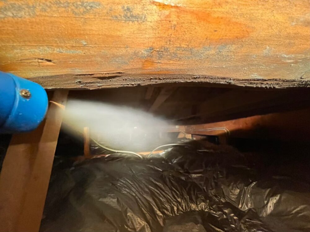 イタチ・アライグマによる被害　A様邸　駆除実績